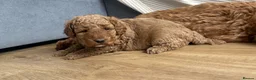 Cockapoo dogs for sale: Adorable Cockapoo Puppies Ready for Loving Homes in Leeds - Advert 16