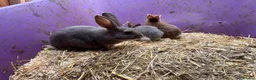 Rex rabbits for sale: Velvet Rex babies  - Advert 6