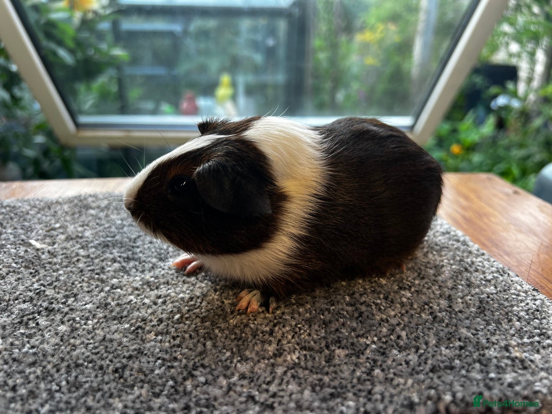 Guinea Pig rodents for sale: Dutch Sows/girls - Image 23