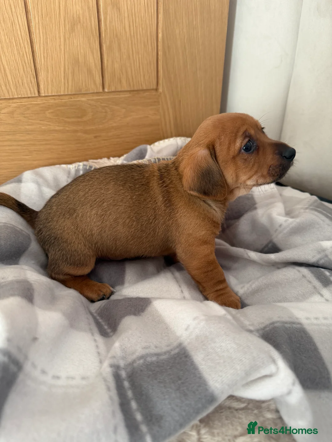 Chiweenie dogs for sale: Beautiful Chiweenie for sale  - Advert 3