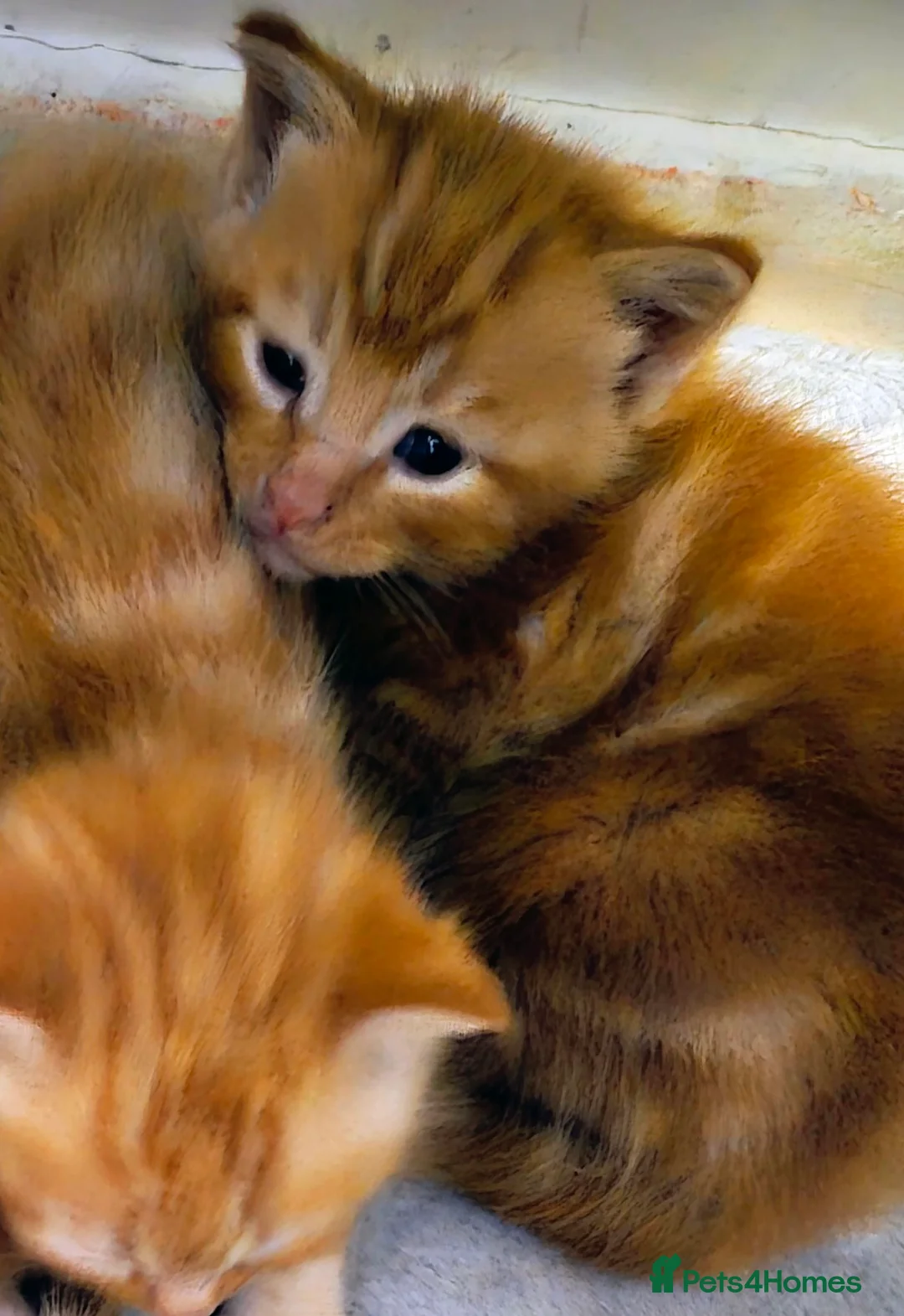 Mixed Breed cats for sale: Kittens - Advert 2
