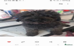 Toy Poodle dogs for sale: 4 YR OLD VERY FRIENDLY BLACK MALE TOY POODLE - Image 4