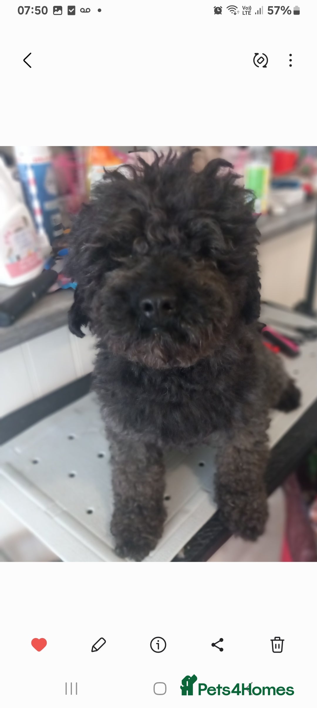 Toy Poodle dogs for sale: 4 YR OLD VERY FRIENDLY BLACK MALE TOY POODLE - Image 4