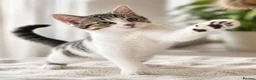 British Shorthair cats for sale: Stunning half Main Coon kitten ready for new home - Advert 5