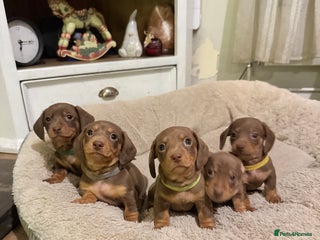 Miniature Dachshund dogs Gorgeous Chocolate & tan Miniature Dachshunds - Advert 1