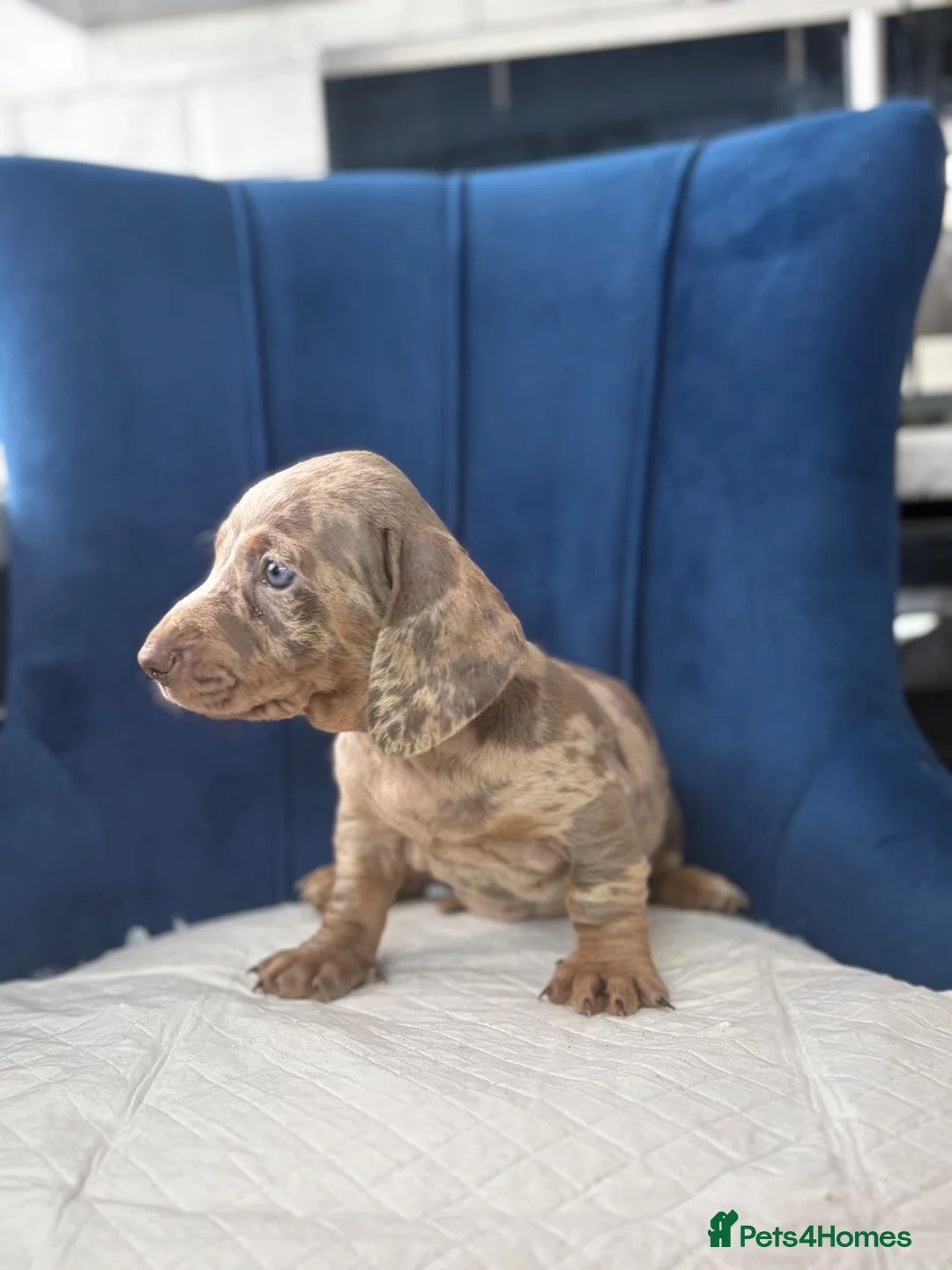 Miniature Dachshund dogs for sale: Miniature Dachshunds  - Advert 2