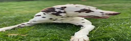 Dalmatian dogs for stud: Kc Reg Proven stud Dalmatian  in Ormskirk - Advert 3