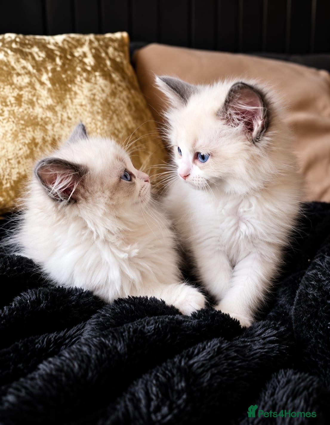 Ragdoll cats for sale: Beautiful Blue Ragdoll Kittens 2 Boys & 3 Girls - Advert 4