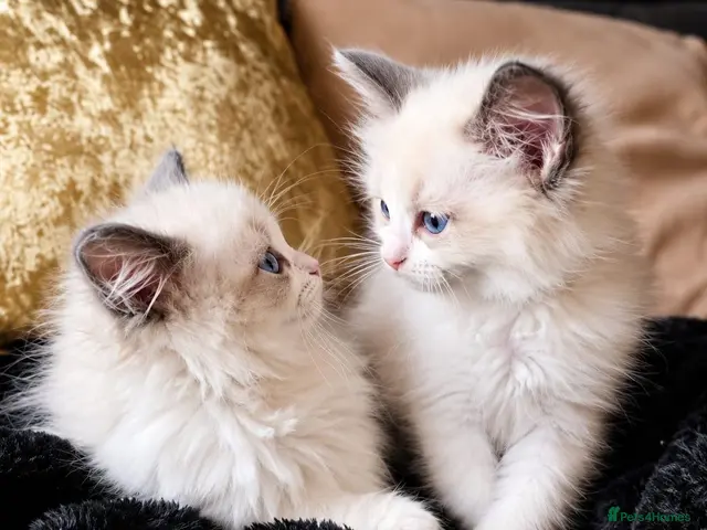 Ragdoll cats for sale: Beautiful Blue Ragdoll Kittens 2 Boys & 3 Girls - Advert 4