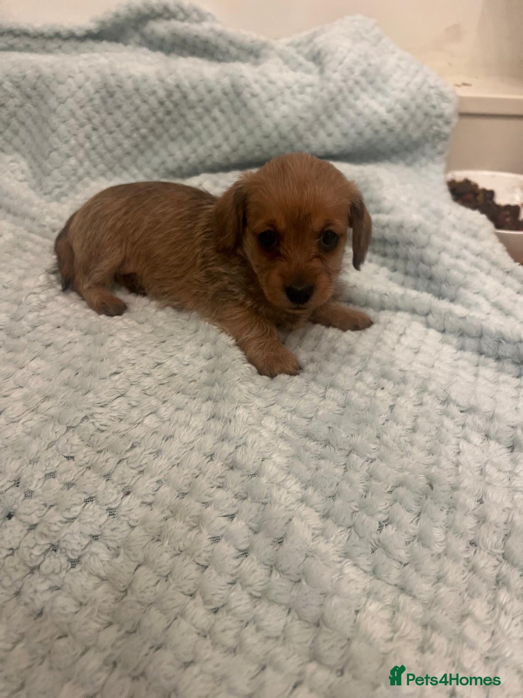 Mixed Breed dogs for sale: Maltipoo cross puppies - Advert 3