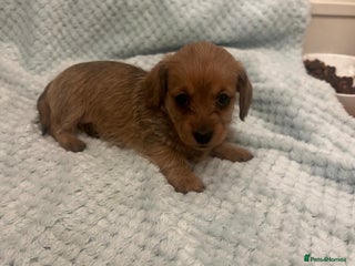 Mixed Breed dogs Maltipoo cross puppies - Advert 4
