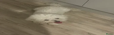 Bichon Frise 1