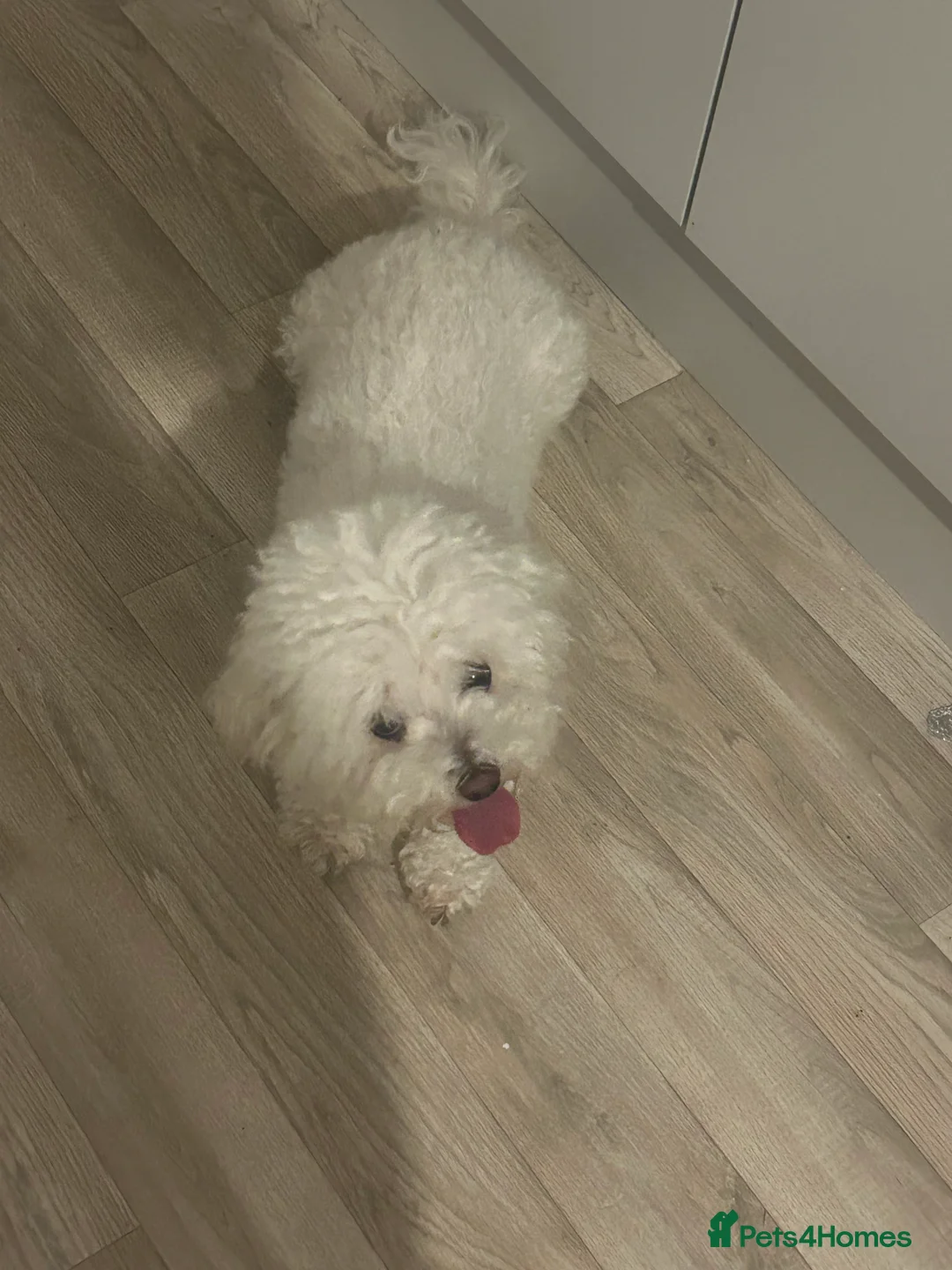 Bichon Frise dogs for sale: Bichon frise  in Prescot - Advert 2