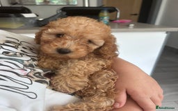 Miniature Poodle dogs for sale: Miniature poodle - Image 7