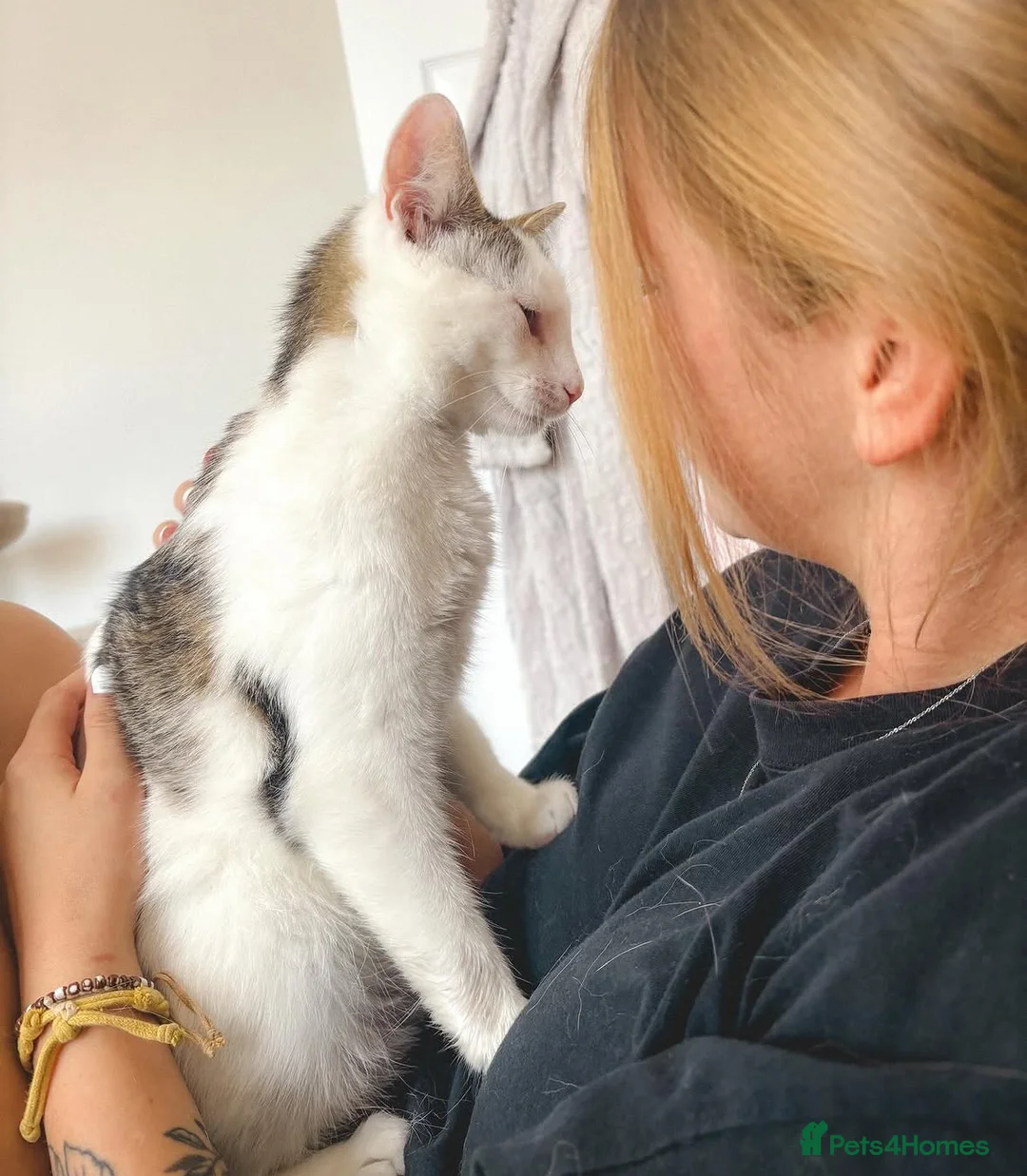 Mixed Breed cats for sale: Friendly female cat - Advert 6