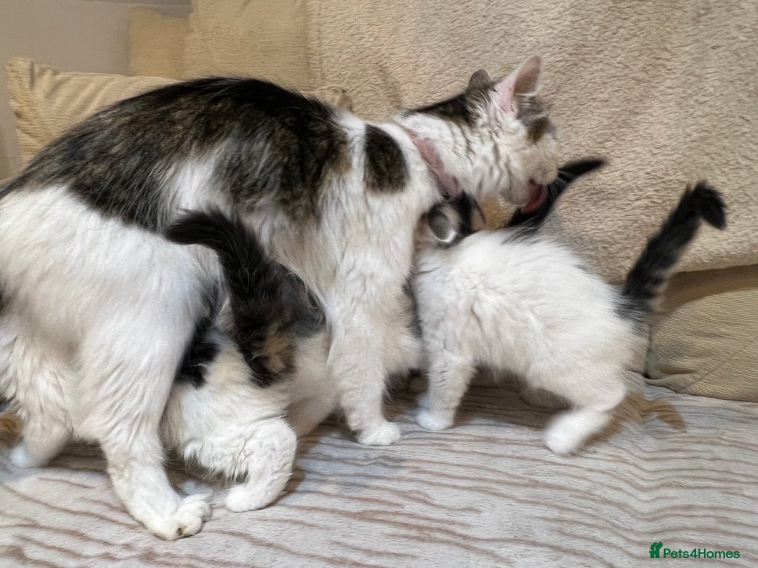 British Longhair cats for sale: Gorgeous fluffy kittens looking for forever home - Image 11