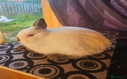 Netherland Dwarf rabbits for sale: Netherland dwarf rabbits bred from show stock  - Image 9