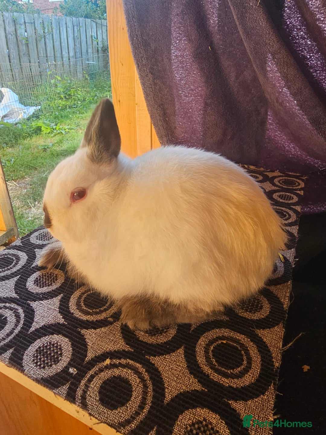 Netherland Dwarf rabbits for sale: Netherland dwarf rabbits bred from show stock  - Image 9