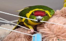 Parakeets birds for sale: Kakariki's x4 handreared kakariki's  - Image 2