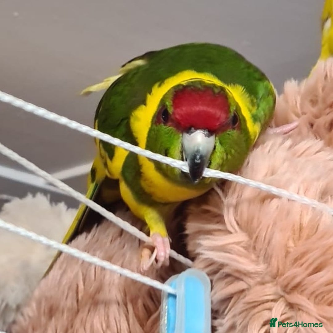 Parakeets birds for sale: Kakariki's x4 handreared kakariki's  - Image 2