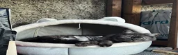 British Shorthair cats for sale: 2 Cute British Shorthair Kittens in Harrow - Advert 10