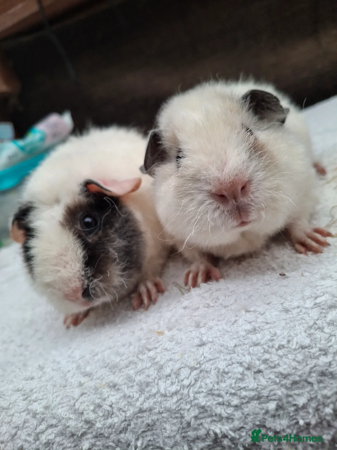 Guinea Pig rodents for sale: Baby Female Guineapigs  - Advert 2