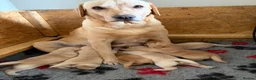 Labrador Retriever dogs for sale: VET HEALTH TESTED LABRADOR PUPPIES - Advert 1