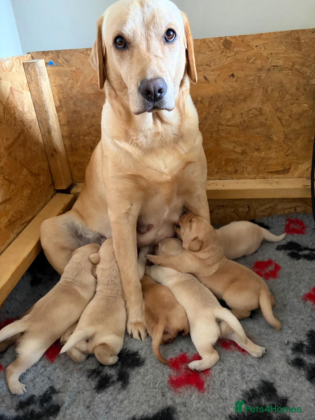 Labrador Retriever dogs for sale: VET HEALTH TESTED LABRADOR PUPPIES - Advert 1