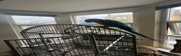 Macaws birds for sale: Macaw parrot in London - Advert 3