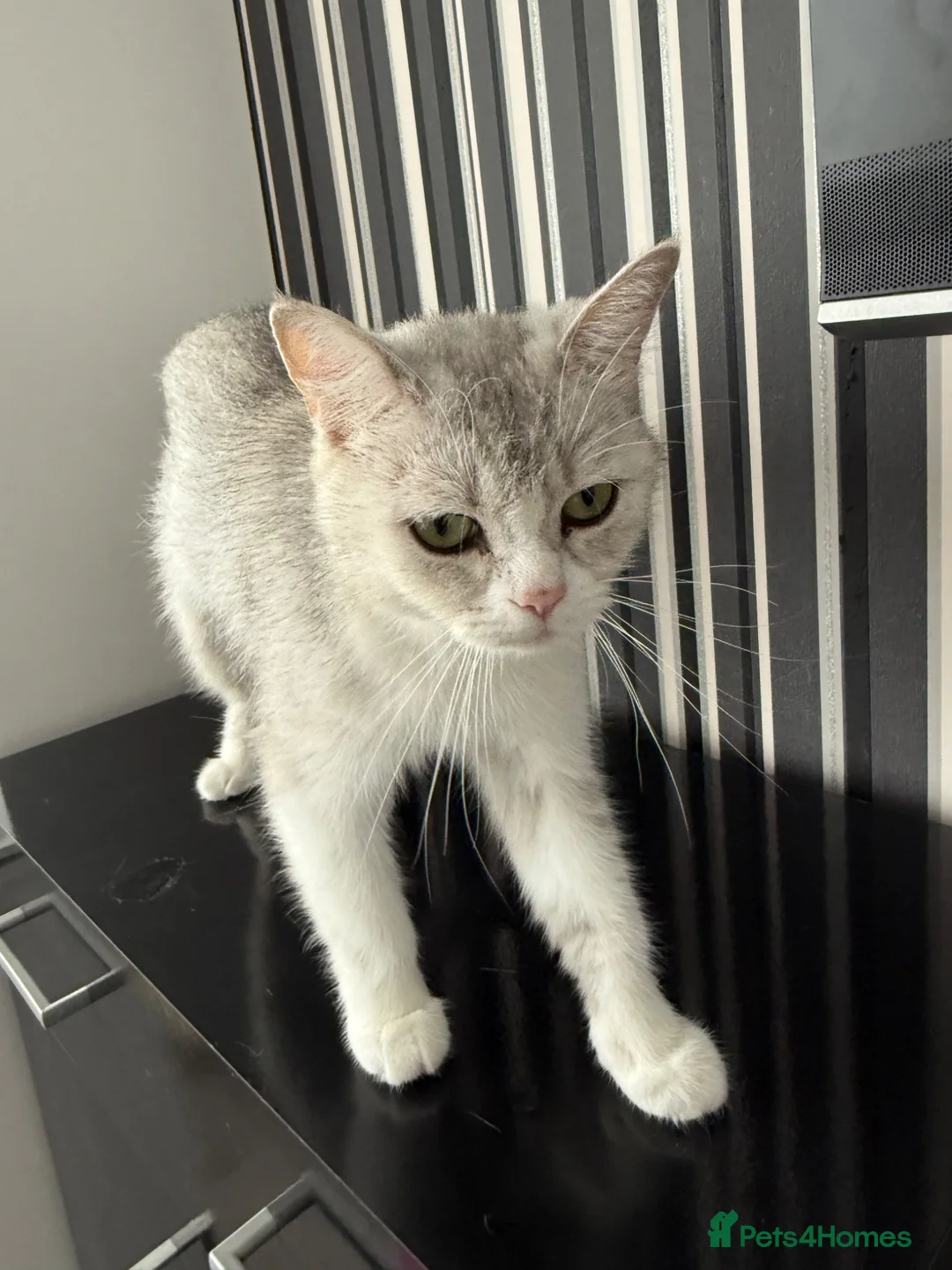 British Shorthair cats for sale: british shorthair cat - Advert 4