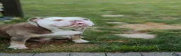 English Bulldog dogs for sale: Beautiful English Bulldog Puppies  in Swindon - Advert 8