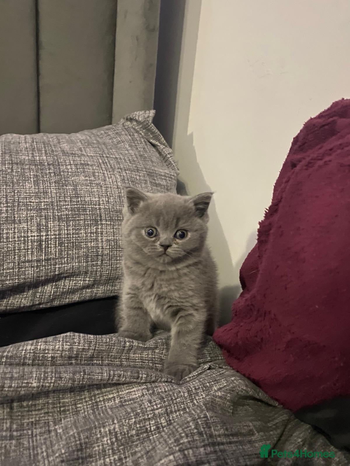 British Shorthair cats Female British short hair - Advert 8