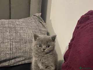 British Shorthair cats Female British short hair - Advert 14
