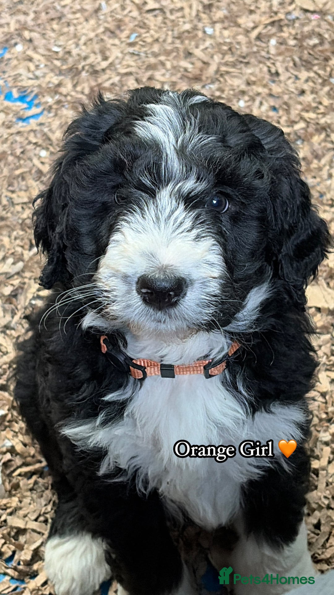 Bernedoodle dogs for sale: 🩷 Chunky Bernedoodles with TRI🩷 - Advert 8