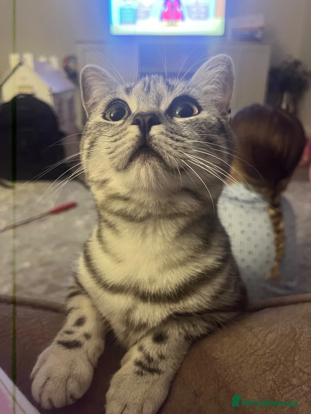 British Shorthair cats for sale: Silver Tabby British Shorthair  in Beverley - Advert 15