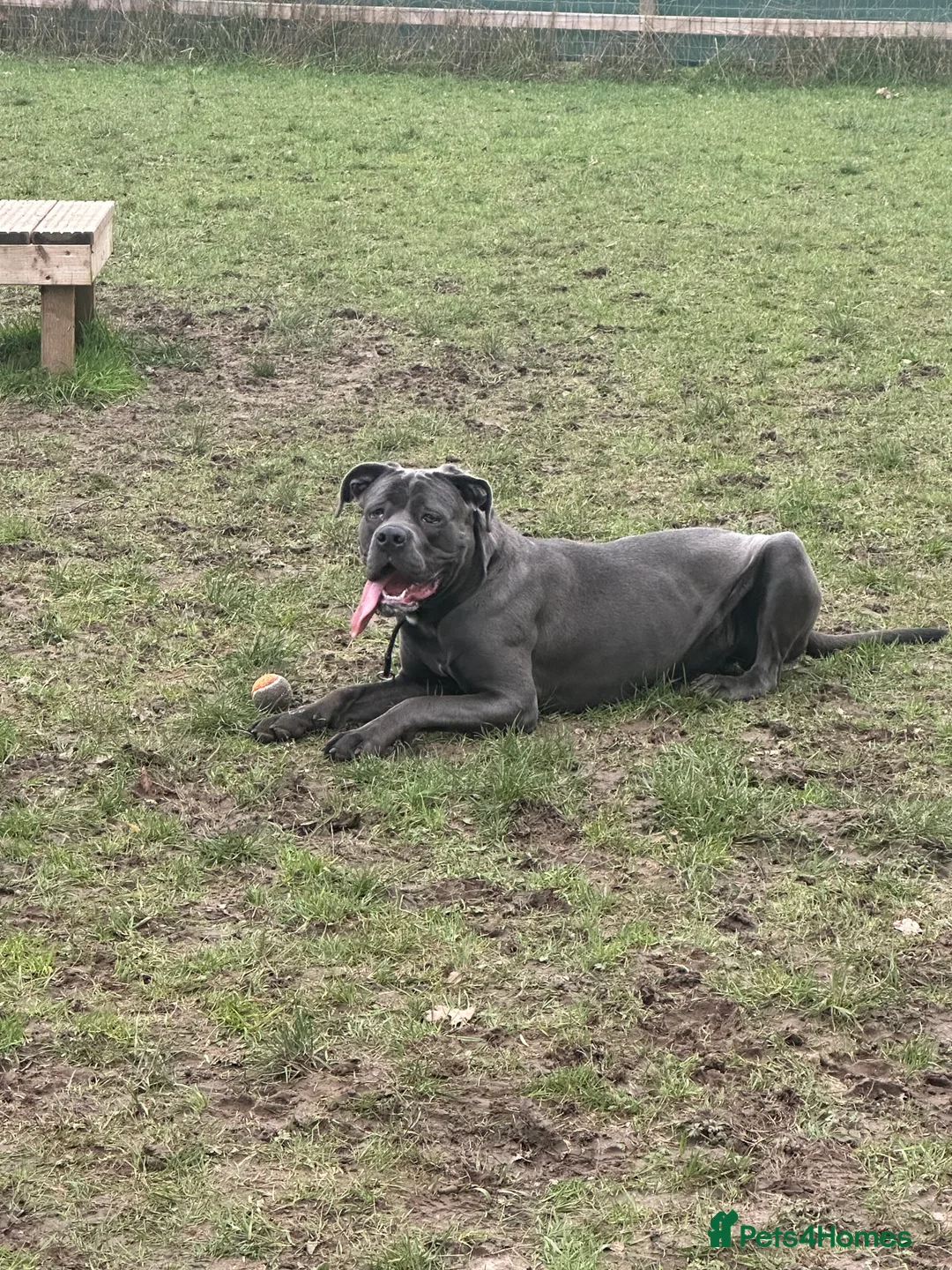 Cane Corso dogs for sale: Cane Corso Girl 1 year old  in Brentwood - Advert 2