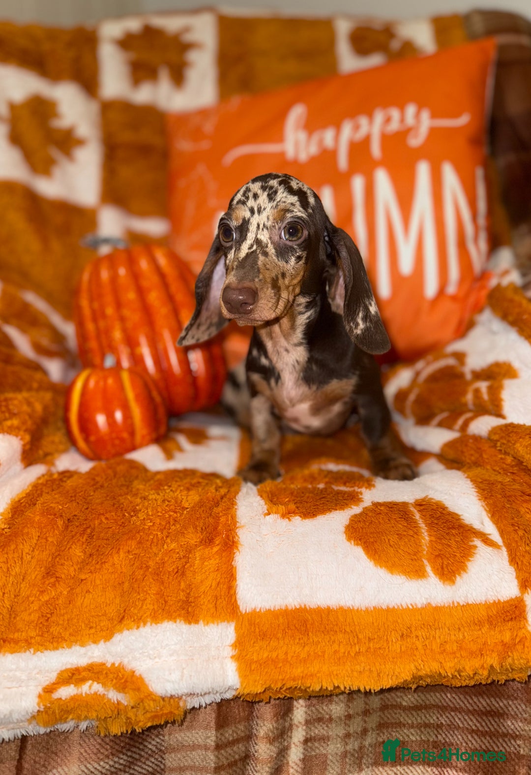Miniature Dachshund dogs for sale: 🩷💙Stunning KC Mini Dachshund Puppies💙 - Image 13
