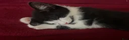 Mixed Breed cats for sale: Beautiful kittens looking for a loving homes  - Advert 23