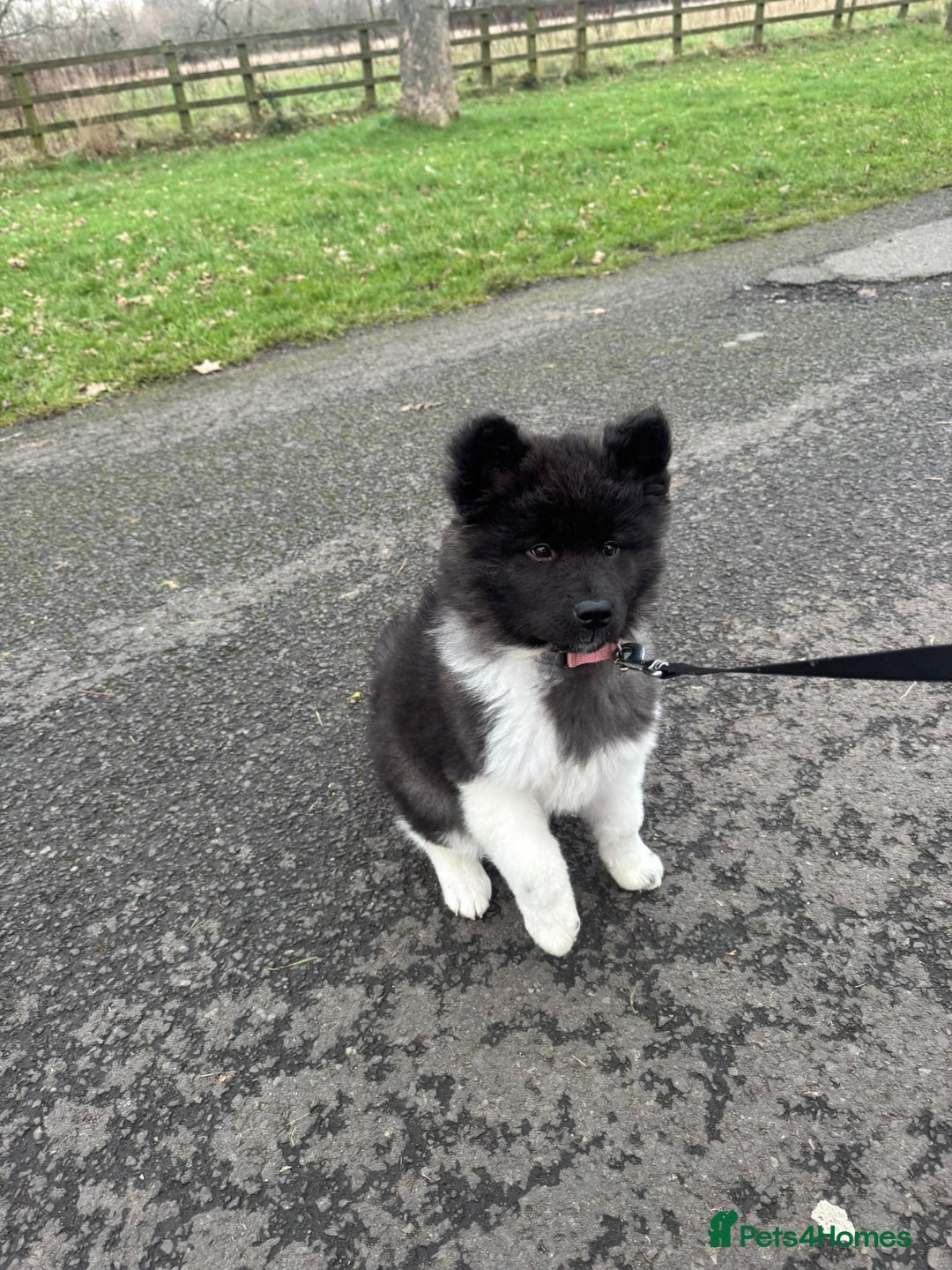 Akita dogs for sale: Long haired Akita female  - Advert 1