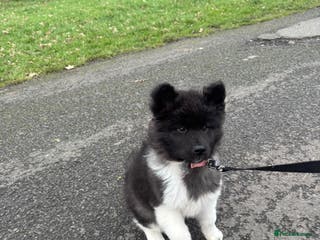 Akita dogs Long haired Akita female - Advert 2