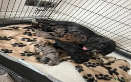 Cocker Spaniel dogs for sale: Stunning cocker spaniels puppies  - Image 6