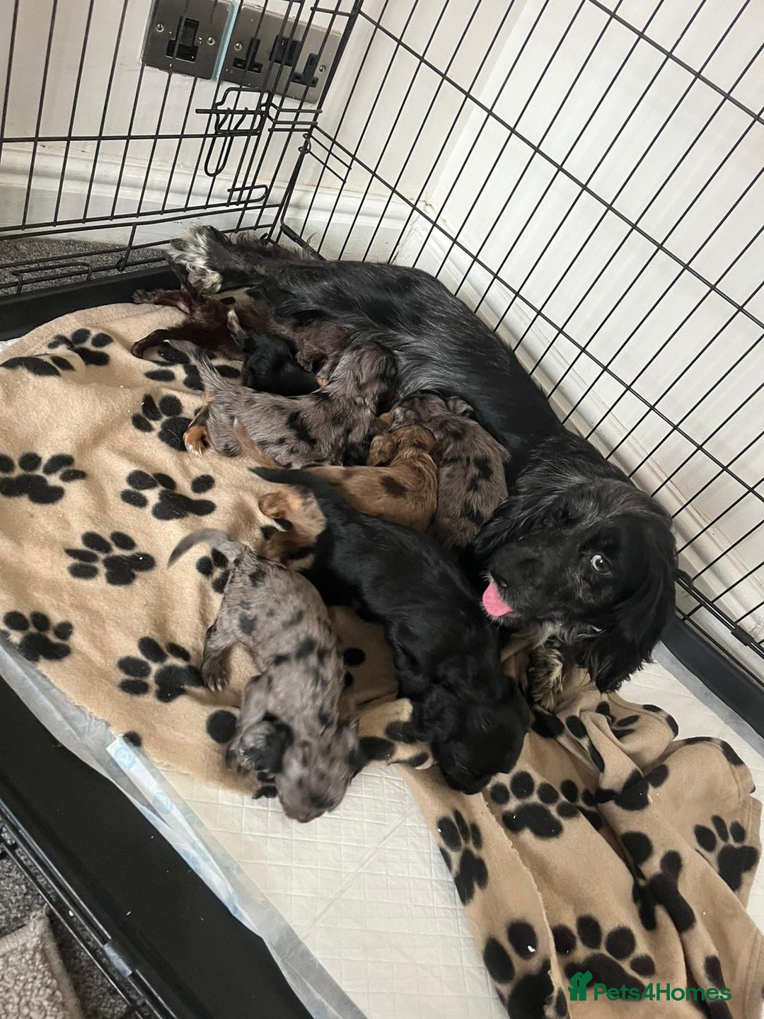 Cocker Spaniel dogs for sale: Stunning cocker spaniels puppies  - Image 6