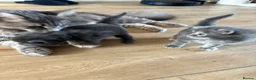 Maine Coon cats for sale: 🐾 TICA Registered Maine Coon Kittens 🐾 - Advert 3
