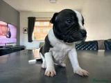 Staffordshire Bull Terrier 6 Bella