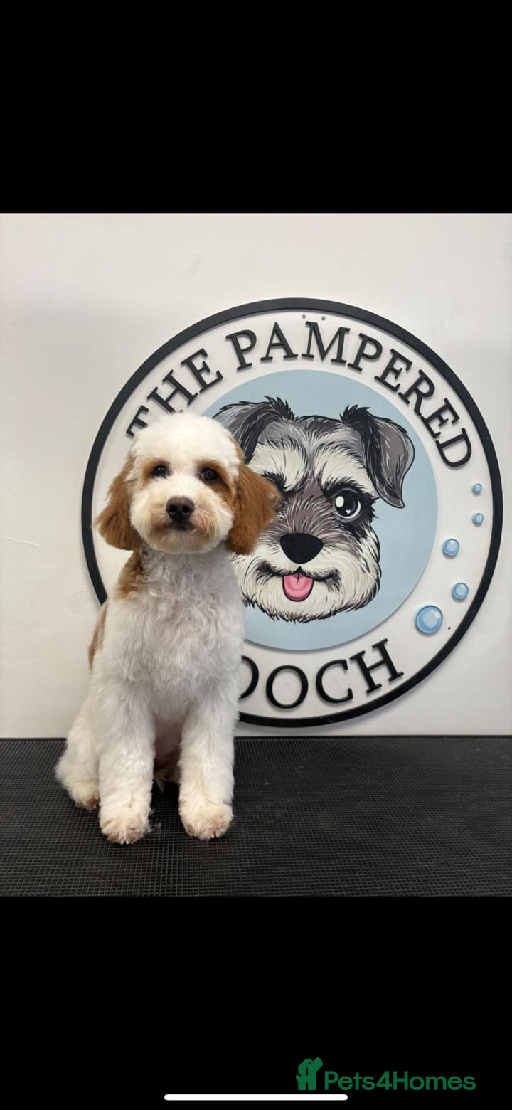 Cavachon dogs Beautiful 6 month old Cavapoochon - Advert 1
