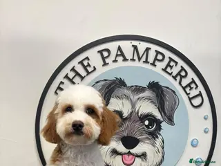 Cavachon dogs Beautiful 6 month old Cavapoochon - Advert 1