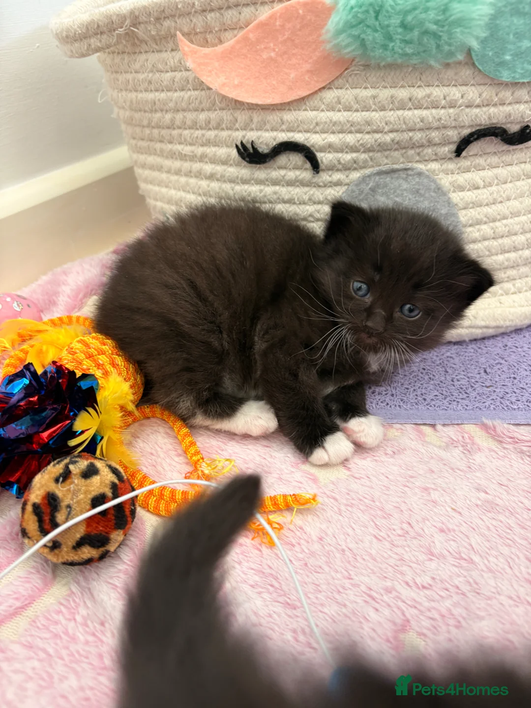 Mixed Breed cats for sale: British shorthair cross kittens - Advert 2