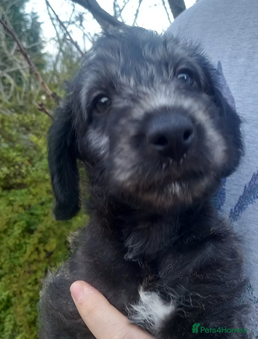 Bedlington Terrier dogs for sale: 7/8 Bedlington 1/8 whippet puppies  - Advert 17