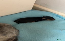 Yorkshire Terrier dogs for sale: Yorkshire Terrier Puppies  - Advert 23