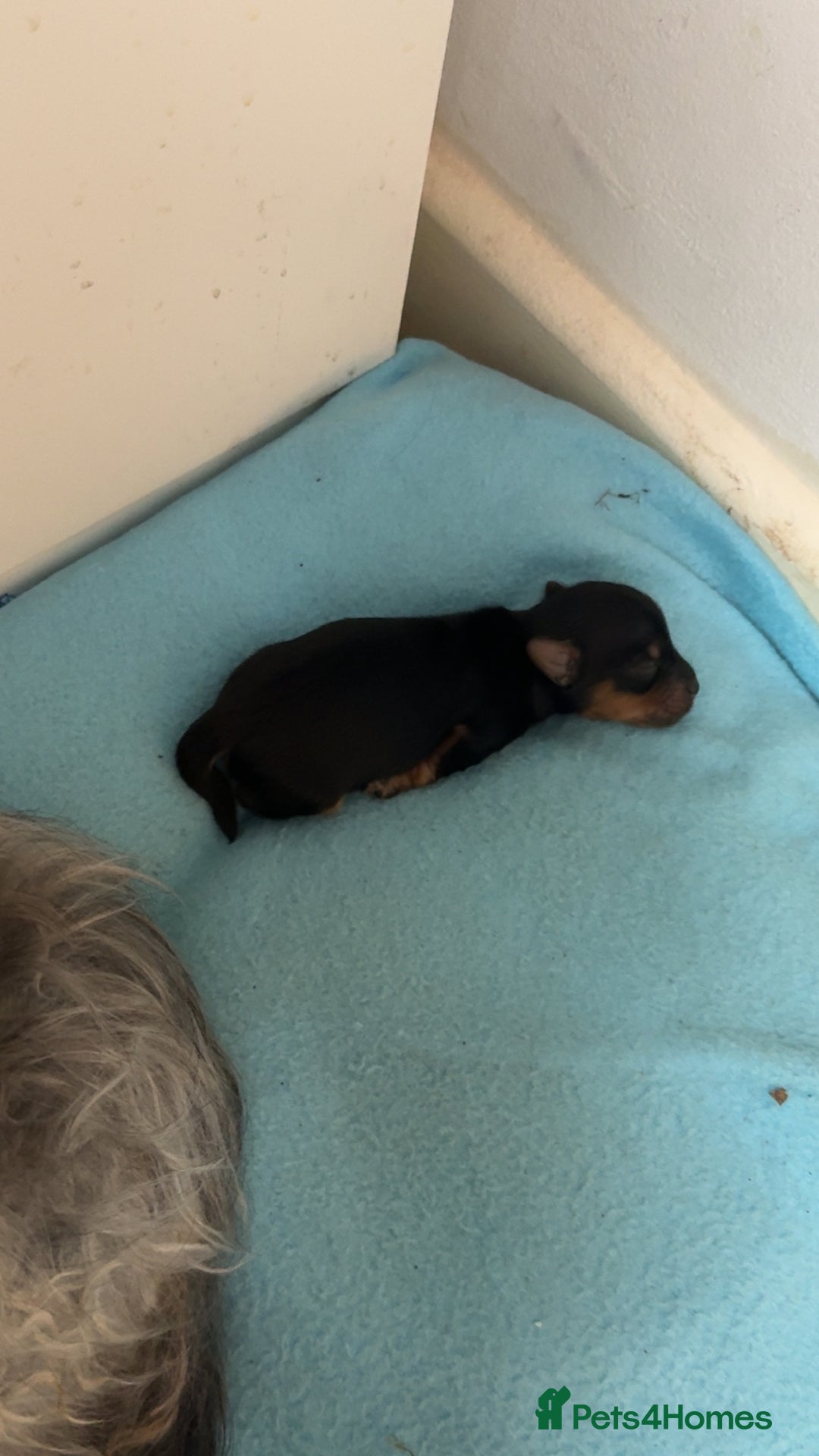 Yorkshire Terrier dogs for sale: Yorkshire Terrier Puppies  - Advert 23